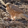 Postolka obecna - Falco tinnunculus - Eurasian Kestrel 3119